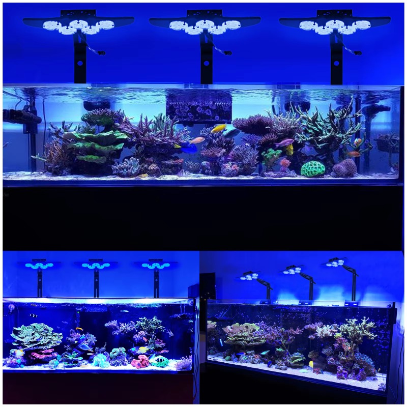 High Brightness Marine LED Fis - Marine Aquarium App review and price